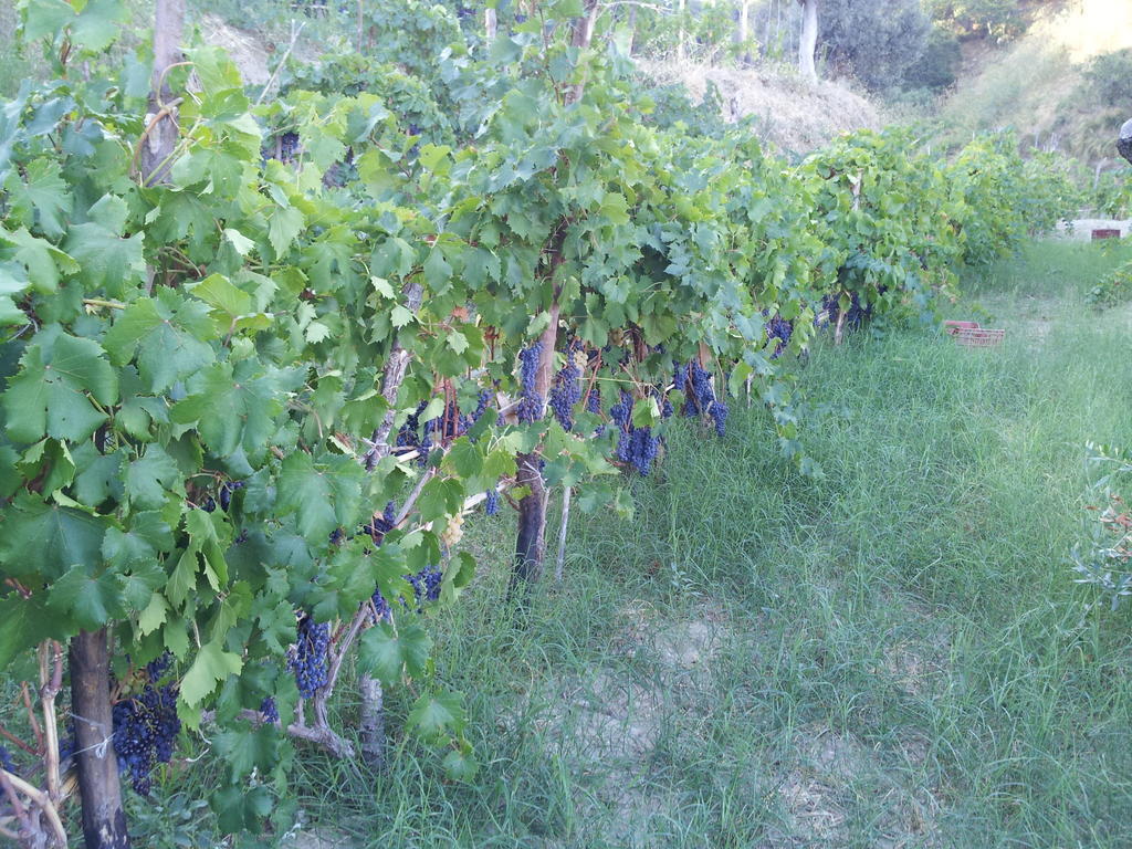Il Giardino Di Ausonia Bed and Breakfast Reggio di Calabria Eksteriør billede